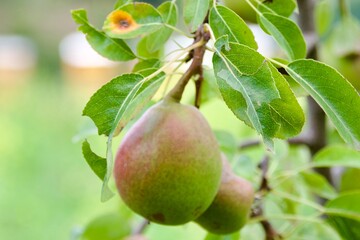 A close-up of two ripe pears hanging from a tree branch surrounded by vibrant green leaves, set in a natural garden environment with soft lighting.