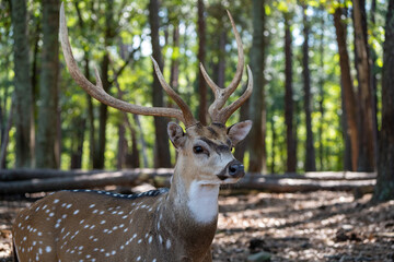 spotted deer in the forest