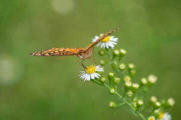 orange butterfly on flower