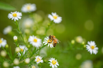 western honey bee pollinating a daisy