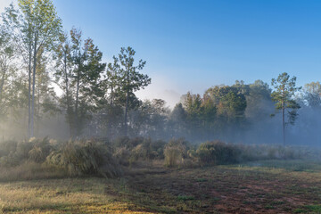 misty morning in the forest