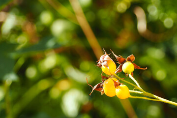 Obraz premium branch with yellow rose hips on blurred green background