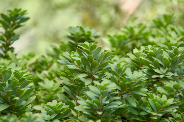 Obraz premium closeup of green leaves