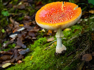 Fliegenpilz am Wegesrand