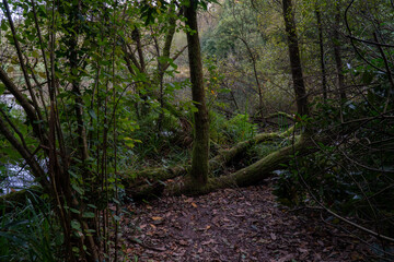 A lush green forest with dense vegetation and a tranquil swamp, showcasing the beauty of nature and a thriving ecosystem. The scene is filled with rich biodiversity, towering trees, and abundant plant