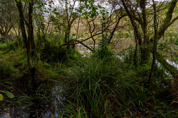 A lush green forest with dense vegetation and a tranquil swamp, showcasing the beauty of nature and a thriving ecosystem. The scene is filled with rich biodiversity, towering trees, and abundant plant