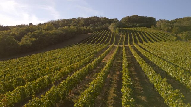 Weingarten auf einem Hang im Burgenland, &Ouml;sterreich, aus der Luft gefilmt
