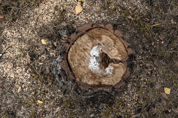 Top view of an old rotten stump in the forest. Stump from an old cut down tree. A rotten stump with a hole in the core