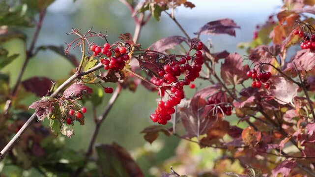 Closeup of bunches of red berries of a Guelder rose or Viburnum opulus shrub