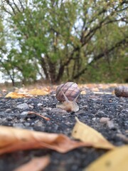 snail