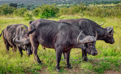 Kenya is a country in East Africa with a coastline on the Indian Ocean.