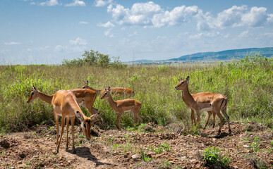 Kenya is a country in East Africa with a coastline on the Indian Ocean.
