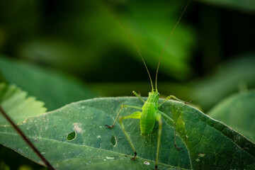 Green grasshopper luck pose on a leaf, rear view