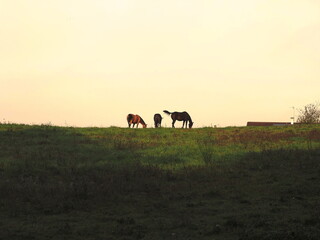 Cheval dans le pr&egrave;s