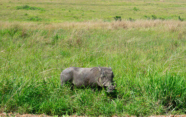 Kenya is a country in East Africa with a coastline on the Indian Ocean.