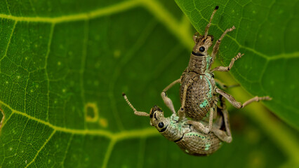 A pair of Curculionidae beetles is breeding