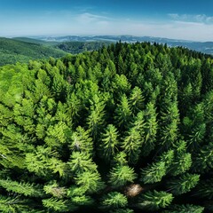 arial veiw of green forest drone shot