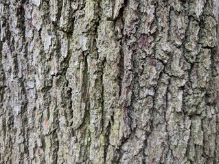 Bark on the trunk of an Oak Tree (Quercus)
