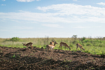 Kenya is a country in East Africa with a coastline on the Indian Ocean.