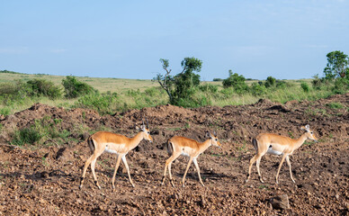 Kenya is a country in East Africa with a coastline on the Indian Ocean.