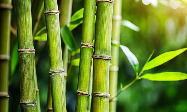 green bamboo forest