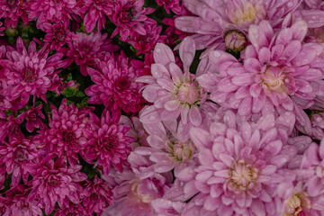 Close-up of pink and magenta chrysanthemums covered with water droplets after rain. Concept of fresh nature, autumn flowers, and vibrant garden beauty