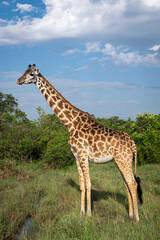 Kenya is a country in East Africa with a coastline on the Indian Ocean.
