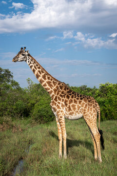 Kenya is a country in East Africa with a coastline on the Indian Ocean.