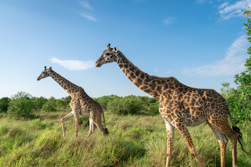 Kenya is a country in East Africa with a coastline on the Indian Ocean.