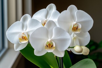 Obraz premium Close-up of a white orchid in full bloom, with lifelike textures of the flowerâ€™s center and petals, showing the delicate balance between softness and structure