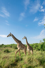 Kenya is a country in East Africa with a coastline on the Indian Ocean.