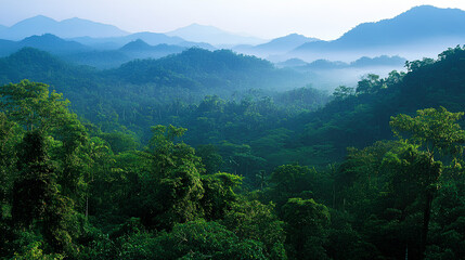 Fototapeta premium rainforest top view, good weather, tropical plants background, light background