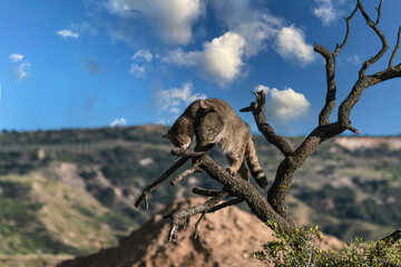 the mystery of nature with photography of a wildcat, capturing its wild elegance in its natural environment, perfect for wildlife lovers.