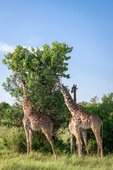 Kenya is a country in East Africa with a coastline on the Indian Ocean.