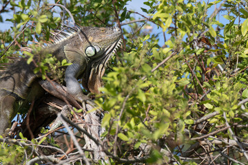 Iguana Camouflaged in a Tree