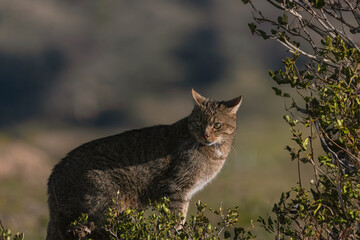the mystery of nature with photography of a wildcat, capturing its wild elegance in its natural environment, perfect for wildlife lovers.