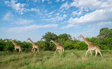 Kenya is a country in East Africa with a coastline on the Indian Ocean.