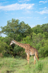 Kenya is a country in East Africa with a coastline on the Indian Ocean.