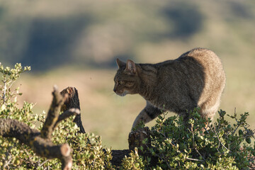 the mystery of nature with photography of a wildcat, capturing its wild elegance in its natural environment, perfect for wildlife lovers.