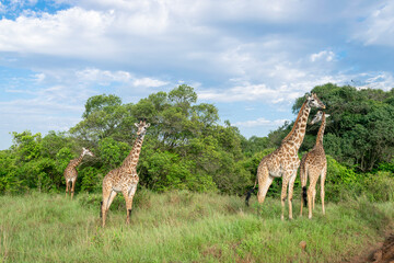 Kenya is a country in East Africa with a coastline on the Indian Ocean.