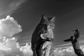 the mystery of nature with photography of a wildcat, capturing its wild elegance in its natural environment, perfect for wildlife lovers.