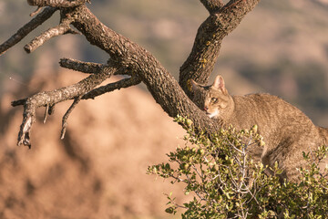 Fototapeta premium the mystery of nature with photography of a wildcat, capturing its wild elegance in its natural environment, perfect for wildlife lovers.