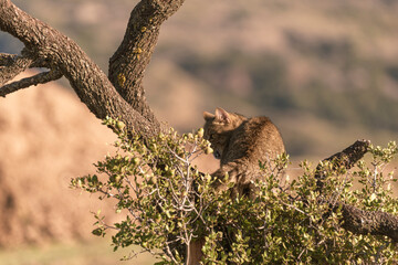 the mystery of nature with photography of a wildcat, capturing its wild elegance in its natural environment, perfect for wildlife lovers.