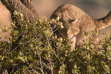 the mystery of nature with photography of a wildcat, capturing its wild elegance in its natural environment, perfect for wildlife lovers.