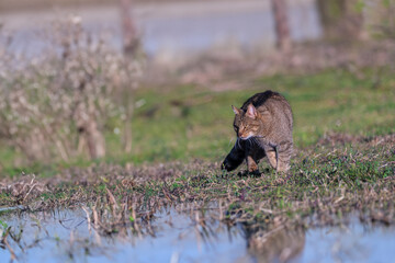 the mystery of nature with photography of a wildcat, capturing its wild elegance in its natural environment, perfect for wildlife lovers.