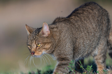 the mystery of nature with photography of a wildcat, capturing its wild elegance in its natural environment, perfect for wildlife lovers.
