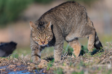 the mystery of nature with photography of a wildcat, capturing its wild elegance in its natural environment, perfect for wildlife lovers.