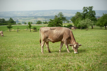 Cows Against the Majestic Alps.
Cows Grazing in an Alpine Meadow.
Mountain Farm Life: Cows on a Green Pasture.
Cows Among Alpine Meadows. Animals and Nature: Cows Surrounded by Mountain Landscapes