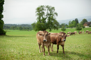 Fototapeta premium Cows Against the Majestic Alps. Cows Grazing in an Alpine Meadow. Mountain Farm Life: Cows on a Green Pasture. Cows Among Alpine Meadows. Animals and Nature: Cows Surrounded by Mountain Landscapes