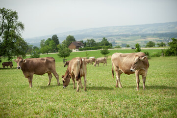 Cows Against the Majestic Alps.
Cows Grazing in an Alpine Meadow.
Mountain Farm Life: Cows on a Green Pasture.
Cows Among Alpine Meadows. Animals and Nature: Cows Surrounded by Mountain Landscapes